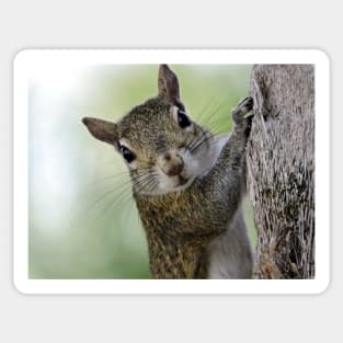 Staring Contest with a Squirrel Sticker